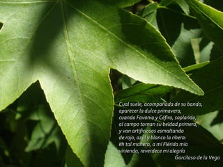 Cual suele, acompañada de su bando, aparecer la dulce primavera, cuando Favonio y Céfiro, soplando, al campo tornan su beldad primera, y van artificiosos esmaltando de rojo, azul y blanco la ribera: en tal manera, a mí Flérida mía viniendo, reverdece mi alegría Garcilaso de la Vega 