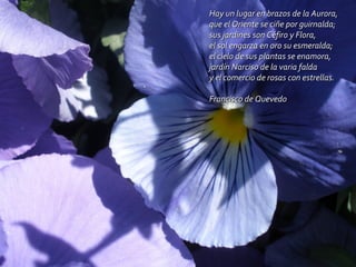 Hay un lugar en brazos de la Aurora, que el Oriente se ciñe por guirnalda; sus jardines son Céfiro y Flora, el sol engarza en oro su esmeralda; el cielo de sus plantas se enamora, jardín Narciso de la varia falda y el comercio de rosas con estrellas. Francisco de Quevedo 