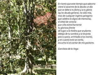 En tanto que este tiempo que adevino viene a sacarme de la deuda un día que se debe a tu fama y a tu gloria (qu’es deuda general, no sólo mía, mas de cualquier ingenio peregrino que celebra lo digno de memoria), el árbol de victoria que ciñe estrechamente tu gloriosa frente dé lugar a la hiedra que se planta debajo de tu sombra y se levanta poco a poco, arrimada a tus loores;  y en cuanto esto se canta, escucha tú el cantar de mis pastores. Garcilaso de la Vega 