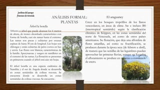 ANÁLISIS FORMAL:
PLANTAS
Jardinesdel parque
franciscode miranda
Árbol la botella
Arbusto o árbol que puede alcanzar los 6 metros
de altura, de tronco abombado característico con
forma de botella, casi sin ramas hasta el extremo.
Las ramas son pocas y cubiertas por escasas
espinas de hasta 30 cm de longitud. Las hojas son
oblongas y están cubiertas de pelos cortos en haz
y envés. Las flores son blancas, características de
la familia Apocynaceae y surgen en ramilletes en
el extremo de las ramas. La floración se presentan
en primavera cuando el árbol está aún sin hojas.
El árbol botella es una especie endémica de
Namibia y el sur de Angola donde se desarrolla
en zonas semiáridas de colinas rocosas. Se
encuentra donde se desarrolla en zonas
semiáridas de colinas rocosas. Se encuentra .
El araguaney
Crece en los bosques tropófilos de los llanos
venezolanos, en áreas de clima Aw e incluso BS
(intertropical semiárido) según la clasificación
climática de Köppen, en las zonas semiáridas del
norte de Venezuela, así como de otros países
americanos. Su floración, que deja una alfombra de
flores amarillas, así como su fructificación, se
producen durante la época seca (de febrero a abril),
de manera que las semillas de las legumbres puedan
aprovechar las primeras lluvias, aunque en Ecuador
el afloramiento se produce en invierno a comienzos
de enero.
 