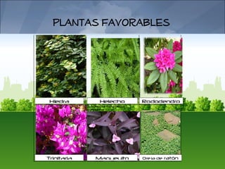 Plantas Favorables




 Hiedra            Helecho          Rododendro
             Tradescantia pallida
             purpúrea                   o




Trinitaria       Magueyito          Oreja de ratón
 