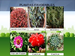 Plantas Favorables




Jamón Con Pan    Aloe    Romero




Flor de Papel   Cactus   Cactus
 
