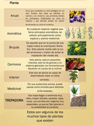 Planta
Anual
Es la que completa su ciclo biológico en un
año. Existen dos tipos de plantas: en
verano y en invierno. Las primeras brotan
en primavera, finalizando su ciclo en
verano; y las últimas brotan en otoño,
terminando su ciclo en invierno.
Aromática
Es cualquier especie vegetal que
tiene principios aromáticos, se
utilizan principalmente como
especie y planta medicinal.
Brujula
Es aquella que en la punta de sus
hojas indica la orientación Norte-
Sur. Esta planta recibe sólo la luz
del amanecer y tratan de evitar la
insolación del medio día.
Carnivora
Esta planta captura pequeños
insectos, esto se da gracias a un
sistema glandular con fermentos que
disuelven el cuerpo de la víctima.
Interior
Este tipo de planta es capaz de
desarrollarse mejor en sitios
cerrados.
Medicinal
Por sus sustancias activas, puede
usarse como remedio para distintas
enfermedades.
TREPADORA
Sus hojas llegan a extremos muy
altos, trepan árboles, paredes, rejas,
rocas. Los zarcillos son órganos muy
especiales, ya que se fijan gracias a
su exitabilidad al contacto.
Estos son algunos de los
muchos tipos de plantas
que existen
 