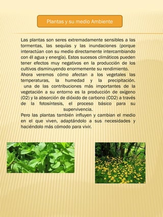 Plantas y su medio Ambiente
Las plantas son seres extremadamente sensibles a las
tormentas, las sequías y las inundaciones (porque
interactúan con su medio directamente intercambiando
con él agua y energía). Estos sucesos climáticos pueden
tener efectos muy negativos en la producción de los
cultivos disminuyendo enormemente su rendimiento.
Ahora veremos cómo afectan a los vegetales las
temperaturas, la humedad y la precipitación.
una de las contribuciones más importantes de la
vegetación a su entorno es la producción de oxígeno
(O2) y la absorción de dióxido de carbono (CO2) a través
de la fotosíntesis, el proceso básico para su
supervivencia.
Pero las plantas también influyen y cambian el medio
en el que viven, adaptándolo a sus necesidades y
haciéndolo más cómodo para vivir.
 