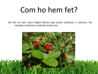 Com ho hem fet? De tant en tant, anem afegint plantes que porten professors o alumnes. Per exemple, maduixeres o plantes d’aloe vera.  