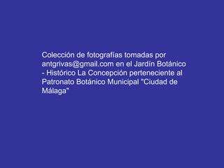 Colección de fotografías tomadas por antgrivas@gmail.com en el Jardín Botánico - Histórico La Concepción perteneciente al Patronato Botánico Municipal &quot;Ciudad de Málaga&quot;  