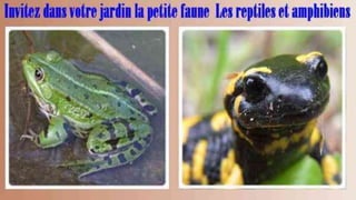 Jardin la petite faune - Les reptiles et amphibiens.ppt