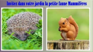 Jardin la petite faune - Mammifères.ppt