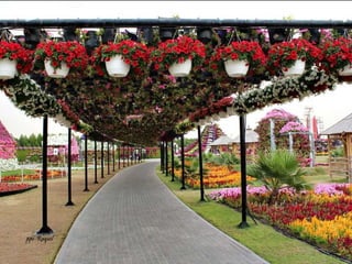 Jardin milagro u00 e0 dubai1