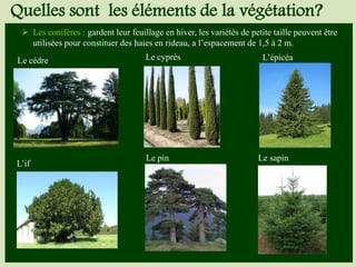  Les conifères : gardent leur feuillage en hiver, les variétés de petite taille peuvent être
utilisées pour constituer des haies en rideau, a l’espacement de 1,5 à 2 m.
Le cèdre Le cyprès L’épicéa
L’if
Le pin Le sapin
Quelles sont les éléments de la végétation?
 
