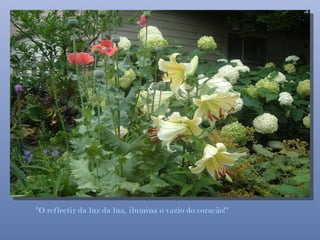 "O reflectir da luz da lua, ilumina o vazio do coração!"
 