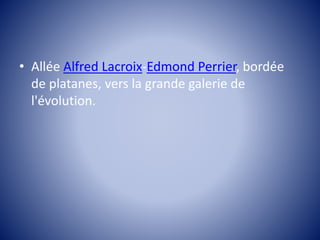 • Allée Alfred Lacroix-Edmond Perrier, bordée 
de platanes, vers la grande galerie de 
l'évolution. 
 