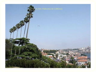 As Sete Palmeiras da Califórnia
 