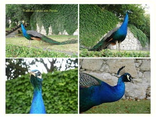 Vaidoso como um Pavão
 