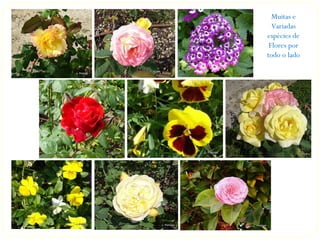 Muitas e
  Variadas
espécies de
 Flores por
todo o lado
 
