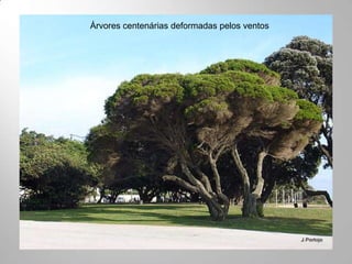 Árvores centenárias deformadas pelos ventos
 