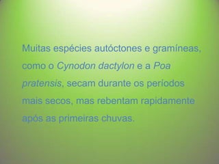 Muitas espécies autóctones e gramíneas,
como o Cynodon dactylon e a Poa
pratensis, secam durante os períodos
mais secos, mas rebentam rapidamente
após as primeiras chuvas.

 