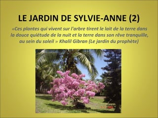LE JARDIN DE SYLVIE-ANNE (2)
«Ces plantes qui vivent sur l'arbre tirent le lait de la terre dans
la douce quiétude de la nuit et la terre dans son rêve tranquille,
au sein du soleil » Khalil Gibran (Le jardin du prophète)

 