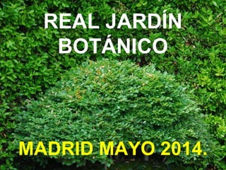 REAL JARDÍN
BOTÁNICO
MADRID MAYO 2014.
 