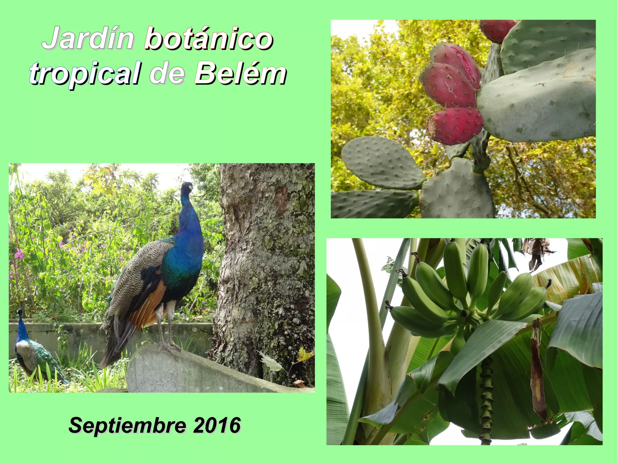 JardínJardín botánicobotánico
tropicaltropical dede BelémBelém
Septiembre 2016Septiembre 2016