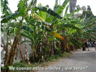 Me suenan estos árboles ¿que serán?Me suenan estos árboles ¿que serán?