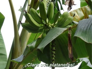 ¡Claro son plataneros!¡Claro son plataneros!