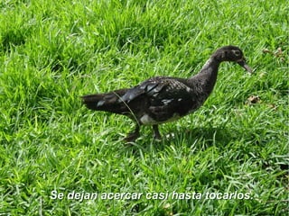 Se dejan acercar casi hasta tocarlos.Se dejan acercar casi hasta tocarlos.