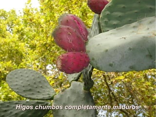 Higos chumbos completamente madurosHigos chumbos completamente maduros