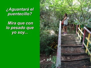 ¿Aguantará el¿Aguantará el
puentecillo?puentecillo?
Mira que conMira que con
lo pesado quelo pesado que
yo soy...yo soy...