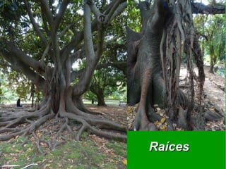 RaícesRaíces