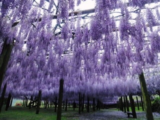 Jardín kawachi fuji