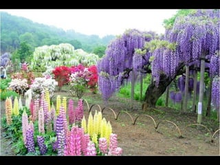 Jardín kawachi fuji
