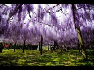 Jardín kawachi fuji