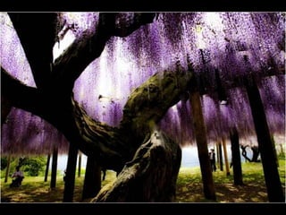 Jardín kawachi fuji