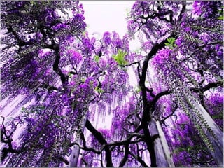 Jardín kawachi fuji