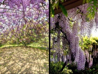 Jardín kawachi fuji