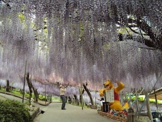 Jardín kawachi fuji