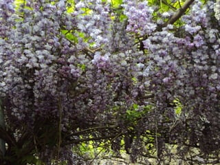 Jardín kawachi fuji