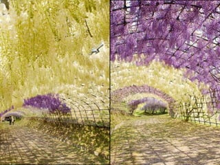 Jardín kawachi fuji