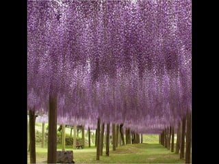 Jardín kawachi fuji