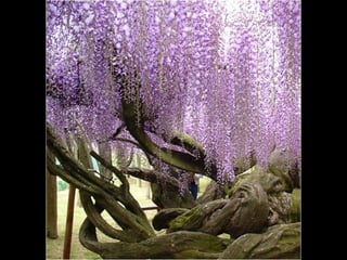 Jardín kawachi fuji