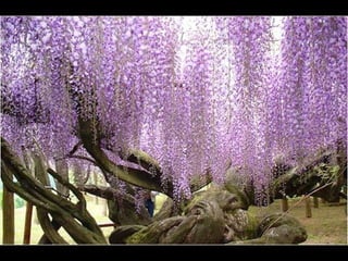 Jardín kawachi fuji