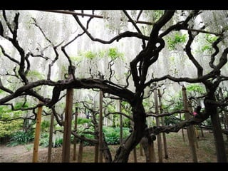 Jardín kawachi fuji