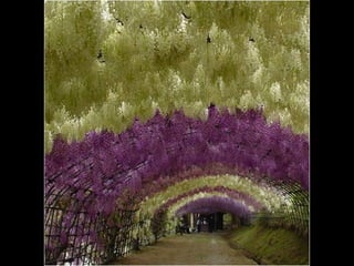 Jardín kawachi fuji