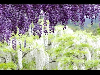 Jardín kawachi fuji
