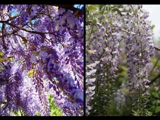 Jardín kawachi fuji