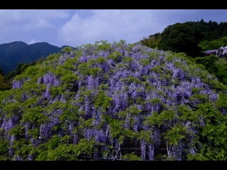 Jardín kawachi fuji
