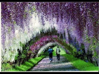 Jardín kawachi fuji