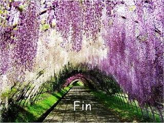 Jardín kawachi fuji