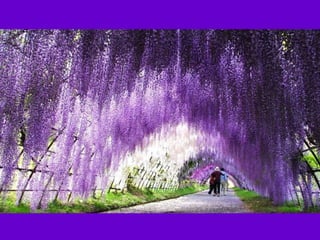 Este lugar, es conocido como el jardín Kawachi
Fuji y se encuentra localizado en la ciudad
Japonesa de Kitakyushu. Su apariencia
surrealista destila majestuosidad y un aire de
misterio; entre sus atracciones, la más conocida
es el túnel de las glicinias (Wisteria túnel).
